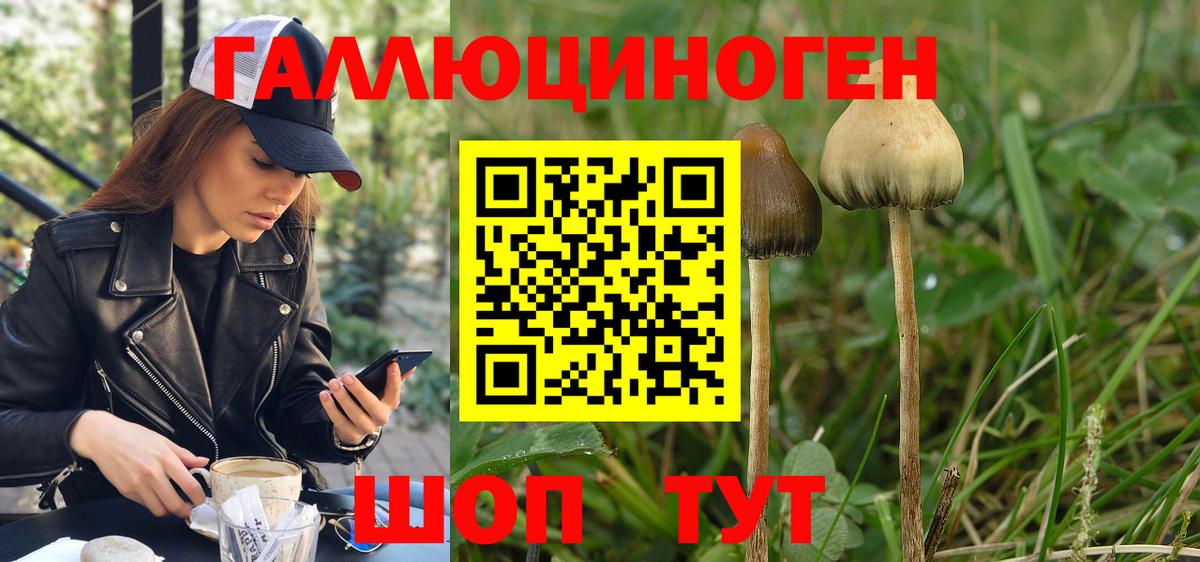 Лесной  Псилоцибиновые грибы Psilocybe  Вход с VPN 